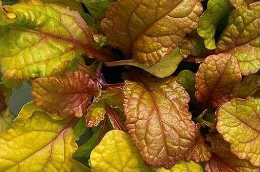Ajuga reptans 'Best Buddies Caramel' - Indás ínfű 9x9