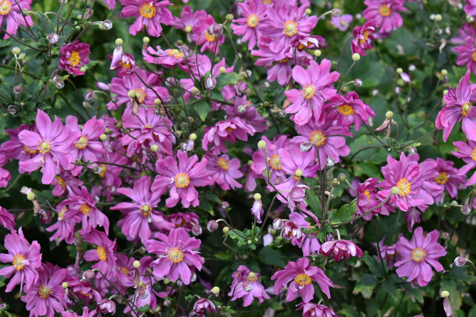 Anemone hupehensis 'Prinz Heinrich' - Japán szellőrózsa 9x9