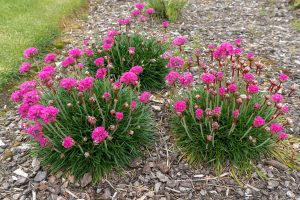 Armeria maritima 'Abbey Deep Rose' – Tengerparti pázsitszegfű 9x9