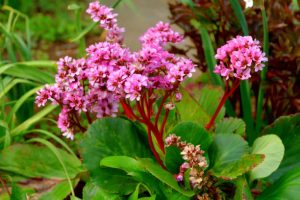 Bergenia 'Winterglöd' - Bőrlevél, bergénia 9x9