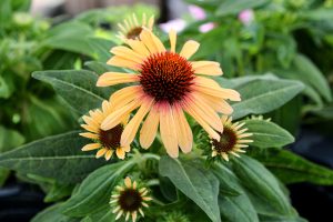 Echinacea 'Sunseekers Mango Sunrise' - Kasvirág D14