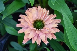 Echinacea ‘SunSeekers Rainbow’ – Kasvirág D14