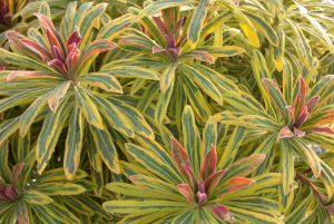 Euphorbia 'Ascot Rainbow' – Színeváltó kutyatej D14