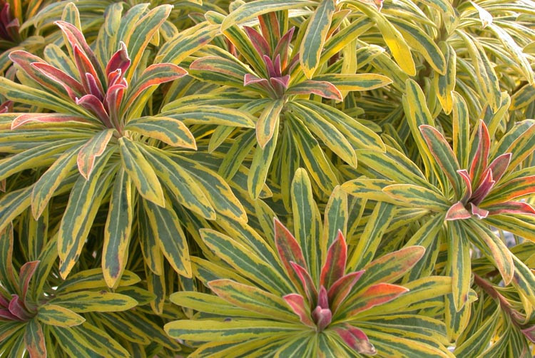 Euphorbia 'Ascot Rainbow' – Színeváltó kutyatej D14