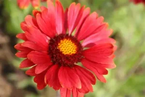 Gaillardia x grandiflora 'Burgunder' – Kerti kokárdavirág 9x9