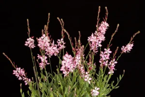 Gaura lindheimeri 'Freefolk Rosy' – Díszgyertya D14