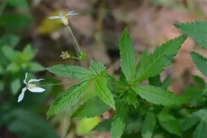 Gillenia stipulata - Nyugati háromlevelű bokorfűzér D14