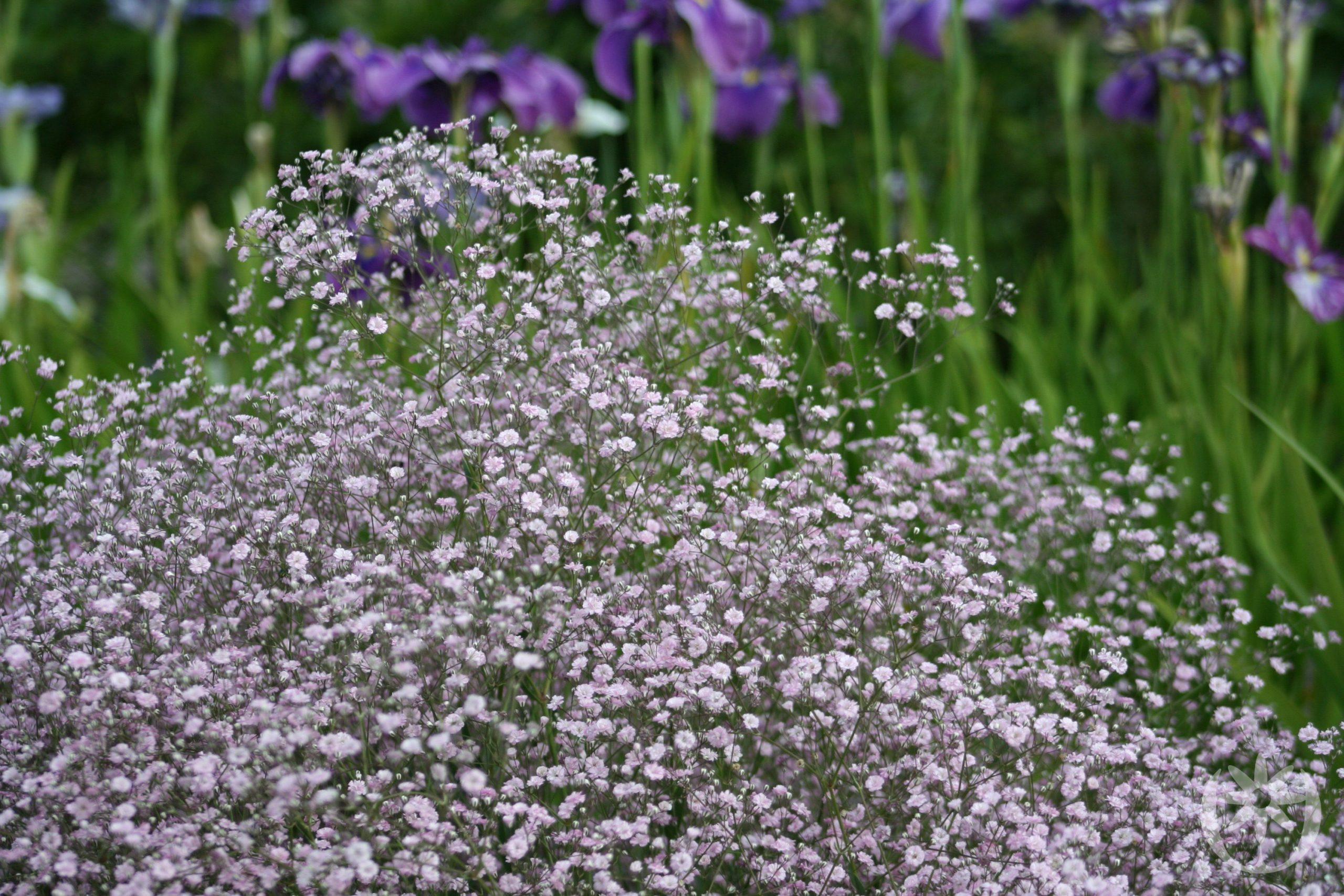 Gypsophila 'Festival Pink Lady' – Fátyolvirág D14