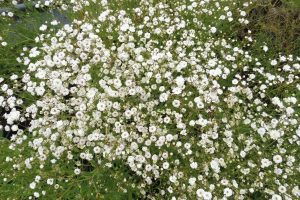 Gypsophila paniculata ‘Festival White Flare’ – Fátyolvirág D14