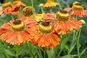 Helenium 'Helias Orange' – Őszi napfényvirág D14