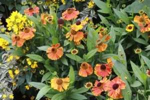 Helenium 'Mardi Gras' - Őszi napfényvirág D14