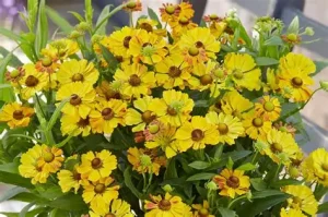 Helenium 'Okra Sundae' - Őszi napfényvirág D14