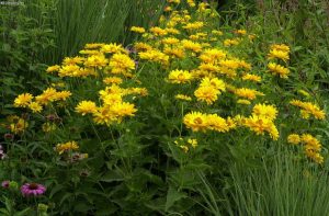 Heliopsis helianthoides 'Venus' - Napszemvirág D14