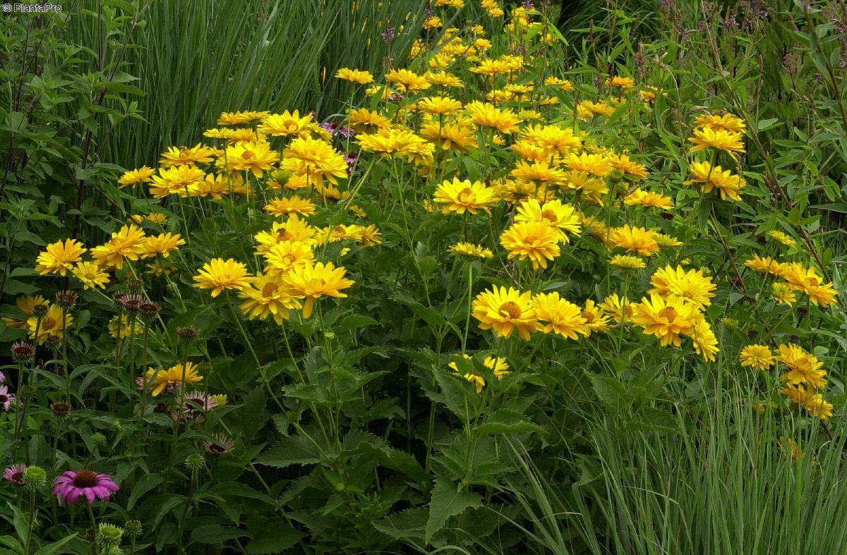 Heliopsis helianthoides 'Venus' - Napszemvirág D14