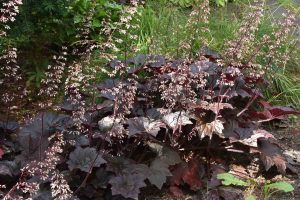 Heuchera 'Purple Pride' - Tűzeső D14
