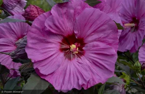 Hibiscus 'Berry Awesome' – Mocsári hibiszkusz 3L