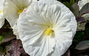 Hibiscus 'Cookies & Cream' – Mocsári hibiszkusz 3L