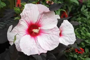 Hibiscus 'Dark Mystery' - Mocsári hibiszkus 3 L