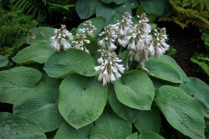 Hosta sieboldiana 'Elegans' - Árnyékliliom D14