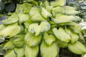 Hosta 'Stained Glass' – ÁrnyékliliomD14
