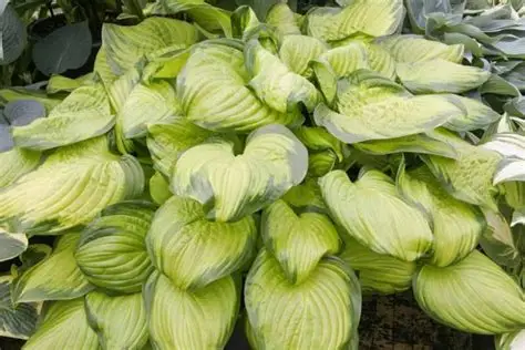 Hosta 'Stained Glass' – ÁrnyékliliomD14