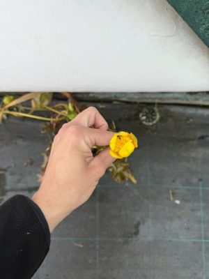 Nuphar lutea – Vízitök K2