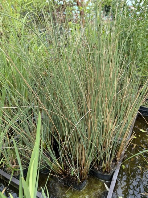 Juncus inflexus – Deres szittyó 11x11
