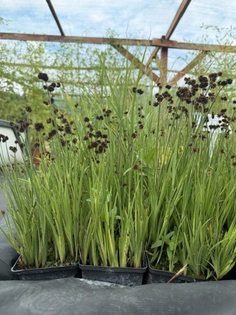 Juncus ensifolius – Törpe szittyó 11x11