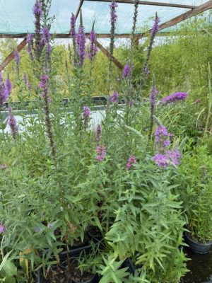 Lythrum salicaria - Réti füzény D14