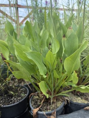 Alisma plantago-aquatica – Vízi hídőr fajták K2