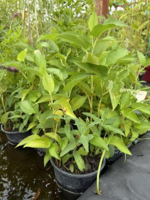 Stachys palustris - Mocsári tisztesfű K2