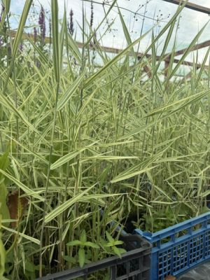Phragmites australis Variegatus - Közönséges csíkos nád 11x11