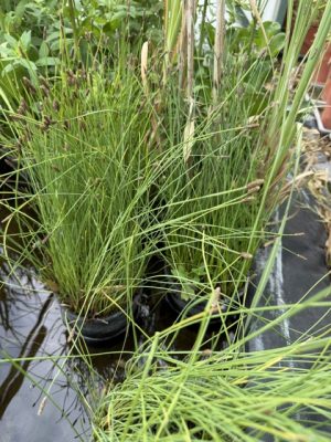 Eleocharis palustris - Mocsári csetkáka K2