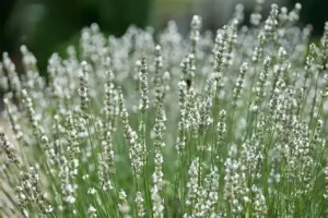 Lavandula angustifolia 'White Summer' – Angol levendula D14