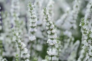 Lavandula x intermedia 'Edelweiss' - Provanszi levendula 9x9