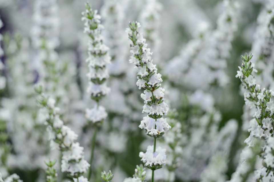 Lavandula x intermedia 'Edelweiss' - Provanszi levendula 9x9