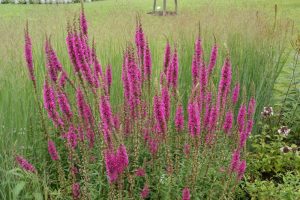 Lythrum hybrida ‘Luminara Hot Pink’ – Réti füzény D14