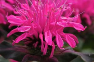 Monarda 'Balmy Pink' - Mélybalzsam D14