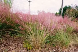 Muhlenbergia capillaris - Vattacukorfű D14