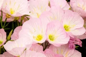 Oenothera speciosa 'Siskiyou' – Pompás ligetszépe D14