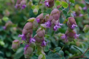 Origanum rotundifolium 'Amethyst Falls' - Kereklevelű szurokfű 9x9