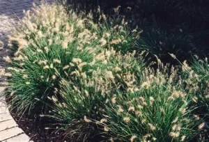 Pennisetum alopecuroides 'Little Bunny' - Kínai tollborzfű 9x9