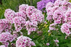 Phlox paniculata 'Bright Eyes' – Bugás lángvirág D14
