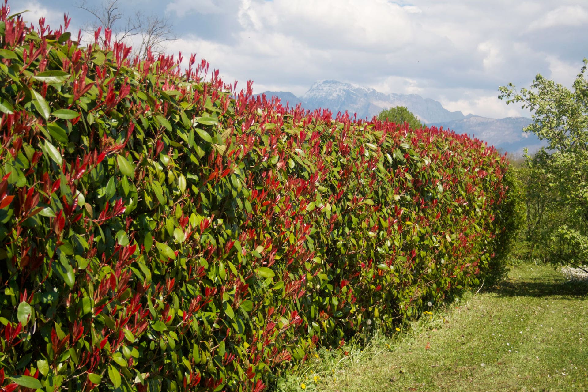 Photinia fraseri 'Red Robin' - Korallberkenye 60-80 cm