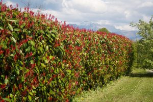 Photinia fraseri 'Red Robin' - Korallberkenye 80 cm földlabdás