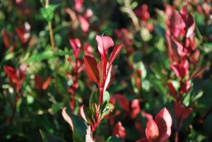 Photinia fraseri 'Red Robin' - Korallberkenye 50-60 cm