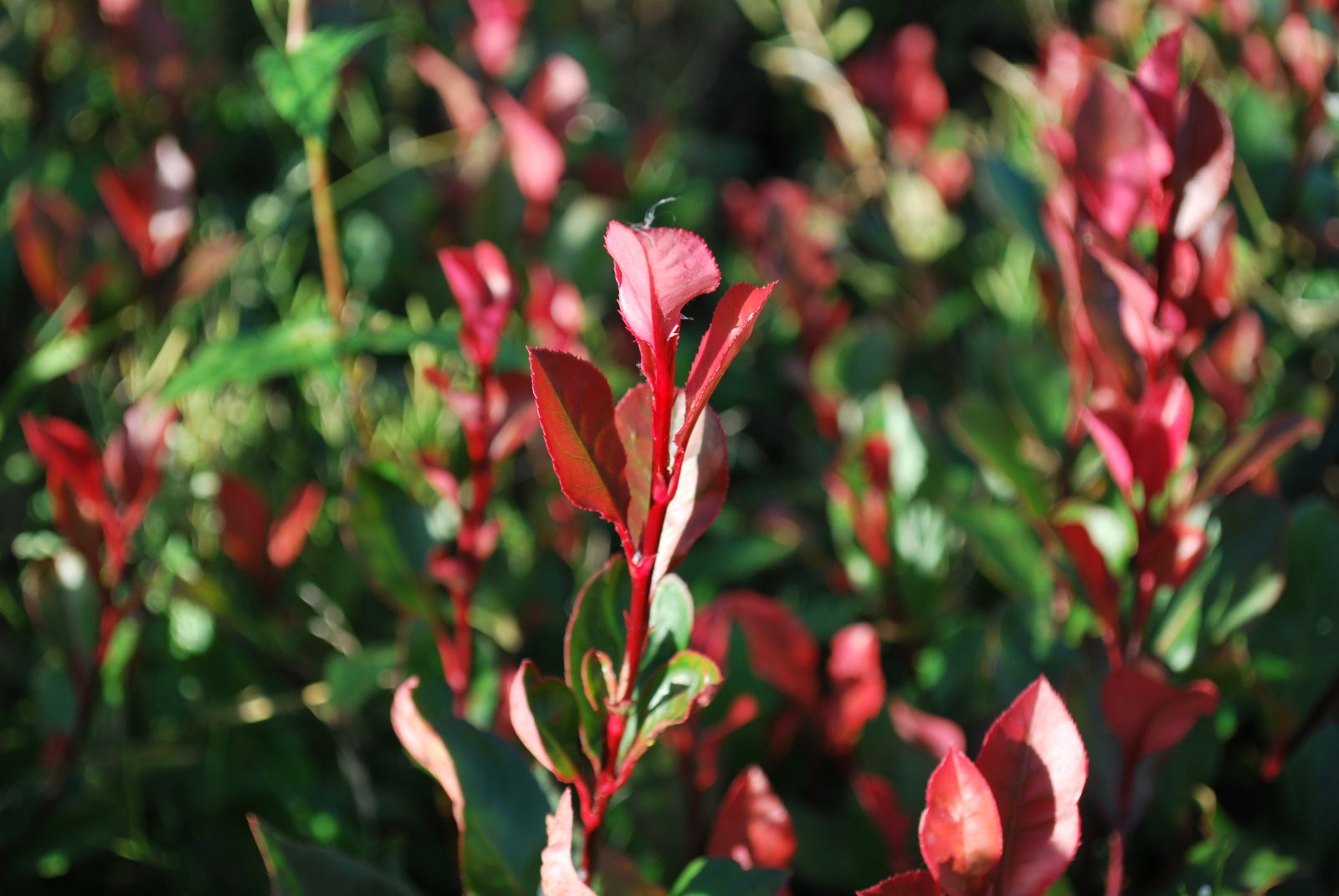 Photinia fraseri 'Red Robin' - Korallberkenye 60 cm