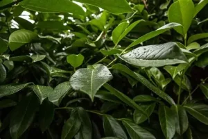 Prunus laurocerasus 'Obelisk' – Babérmeggy oszlopos 100cm földlabdás