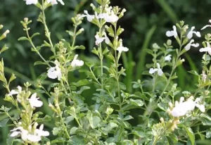Salvia microphylla 'Gletsjer' - Őszi zsálya D14