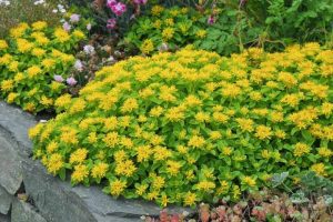 Sedum kamschaticum ‘The Edge’ – Kamcsatkai tarka levelű varjúháj 9x9